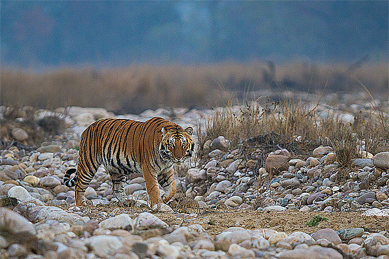 dtg cr5325 india wildlife tiger dried riverbed