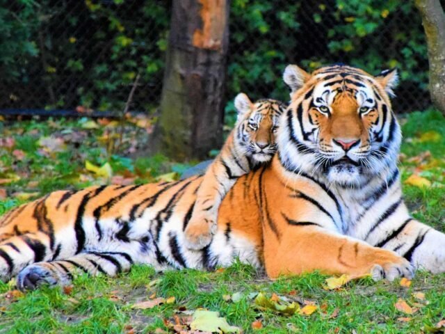Golden-Triangle-Majestic-Tiger-Tour-4-768x480