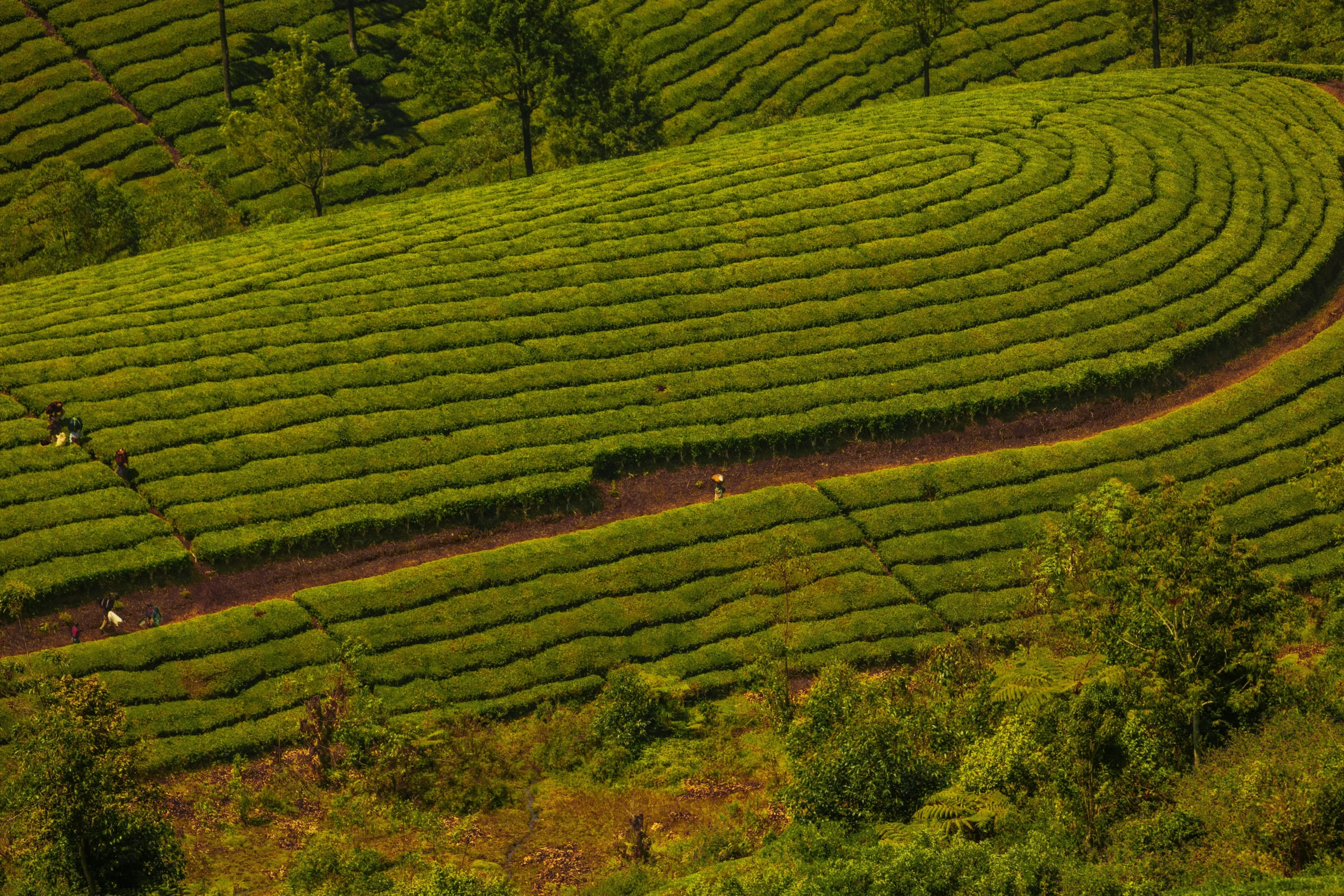 Kerala Tour Packages