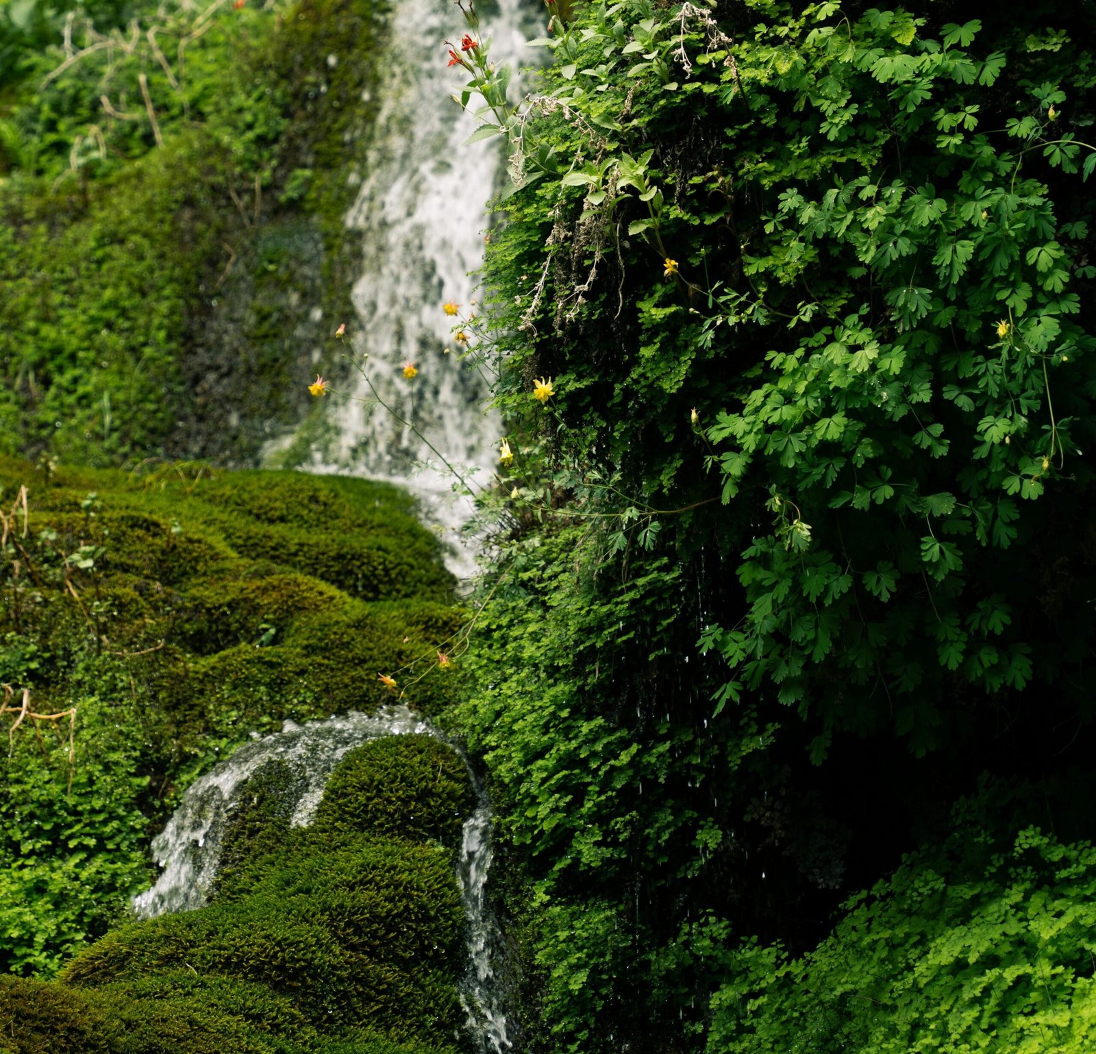 Himachal Pradesh Tour Packages
