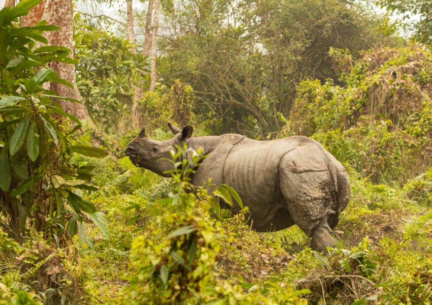 Assam Meghalaya Tour Package 6D/5N Guwahati 3 really big endangered indian rhinoceros male nature habitat kaziranga national park india 1