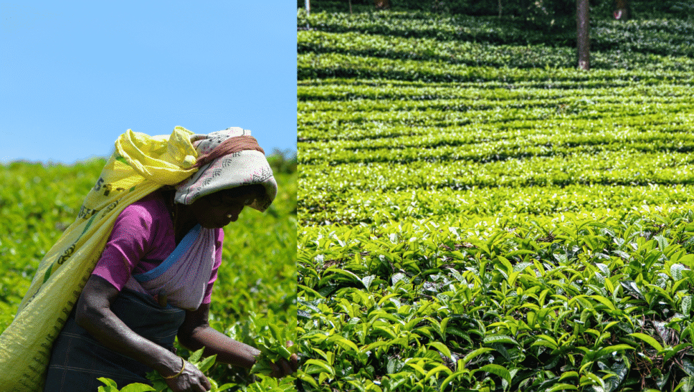 Best Time to Visit Assam